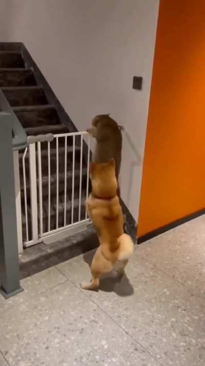 The watchdog and the cat burglar.