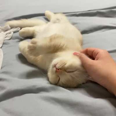 Little paws ?