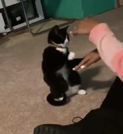 Cat.