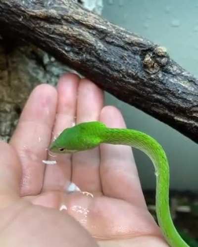 ? Thirsty baby snake