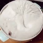 Bowl of kitty