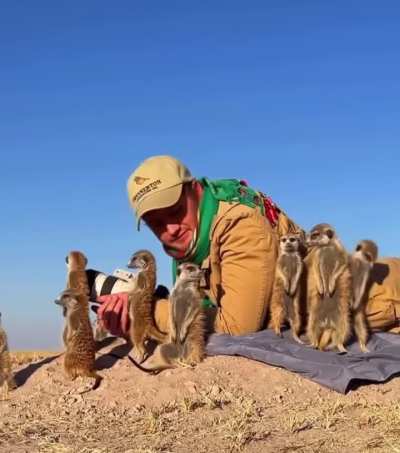 ?Wild Meerkats Accept Photographer As One of Their Own