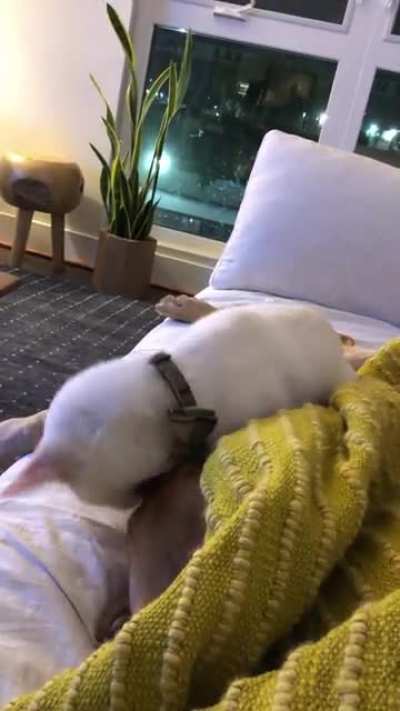 The dog’s dream noises woke the cat up.