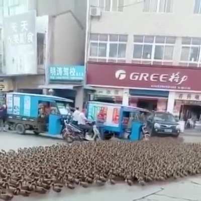 Make way, make way...