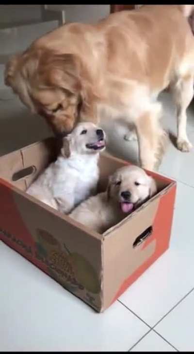 What a savage dog…