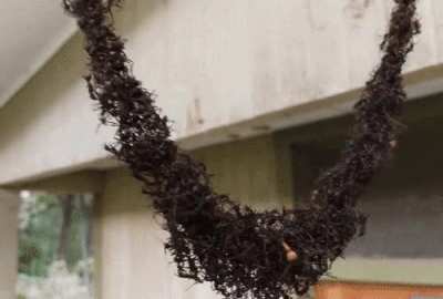 Army ants build a bridge to invade hornets nest