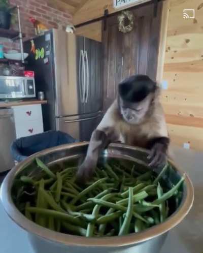 Monkey helps his mom prepare dinner
