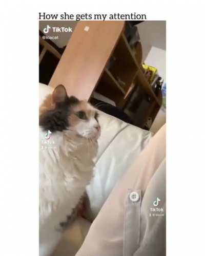 Bonk