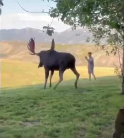 ? Extremely polite moose bull gently reminds a tourist that wildlife should be respected