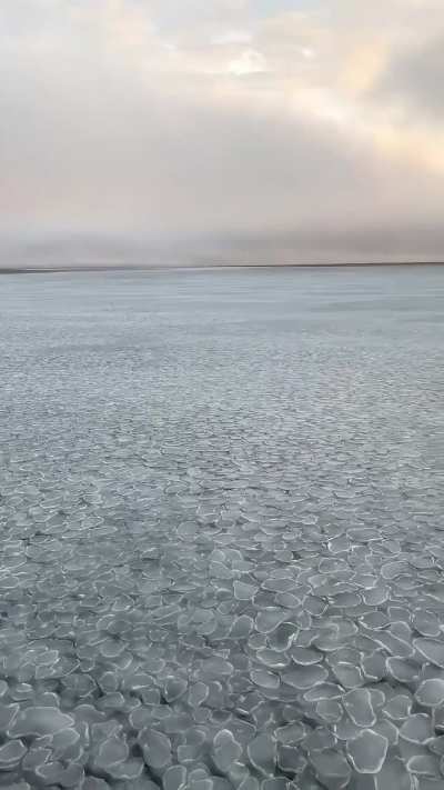 “Pancake Ice” moving with ocean swells in the Arctic  looks like something out of a dream.