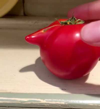 Grew this Unacceptable Tomato ?