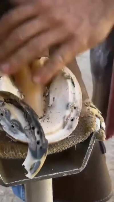 Horse Hoof Trimming &amp; Cleaning.