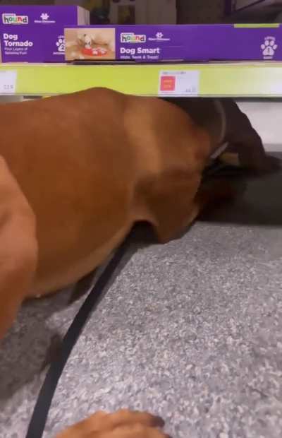 The Day She Picked Out Her Most Cherished Toy In The World... "Mr. Piggy"