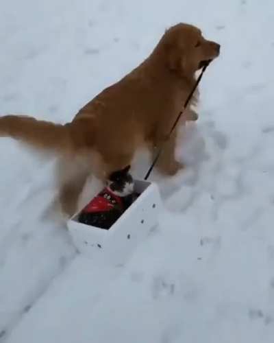 Sledding fun