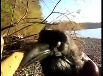 ?A talking Raven?‍⬛