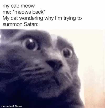 I don’t understand cat language!