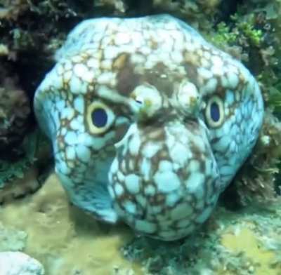 ?the final octopus boss