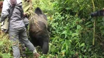 ? Extremely polite wild Silverback waits for a lady to step aside before going about his business
