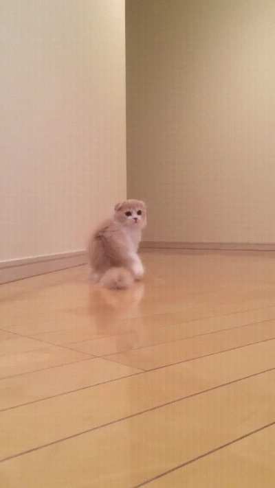 Cat.