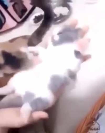 A chill cat.