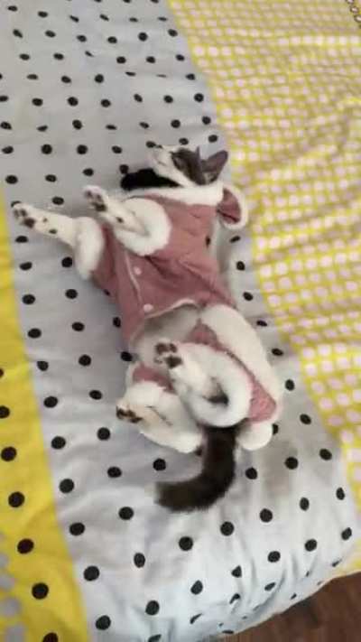 Friend’s cat, I think this community will appreciate this.