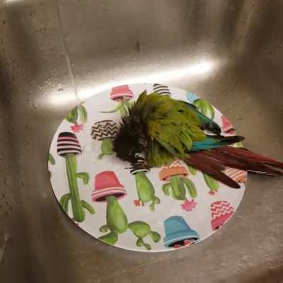 My bird always begs to go in the sink for baths. He also frequently tries to grab the water with his lil peets. Hope someone out there gets a smile out of this video ?