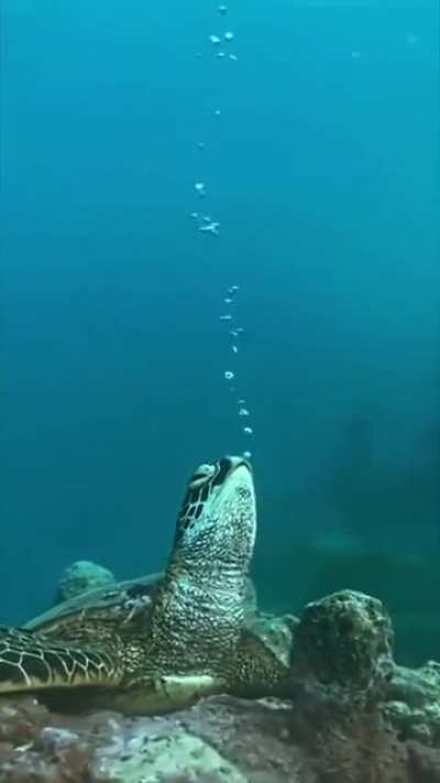 ? A sea turtle sleeping on the ocean floor