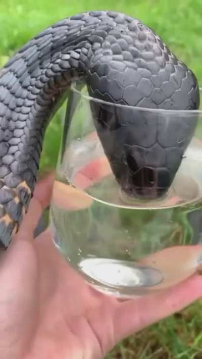 ? This gorgeous Snake having a sip of water