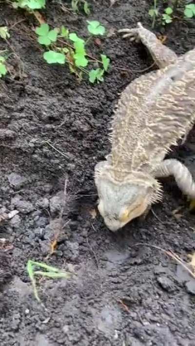 My buddy helping me out in the garden