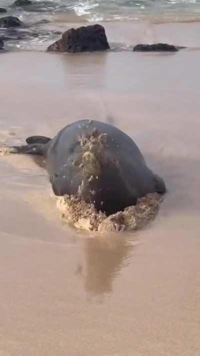 I feel you Seal, I feel you