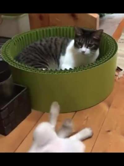 two cats being cats