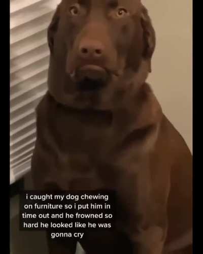 Doggo not happy about time out