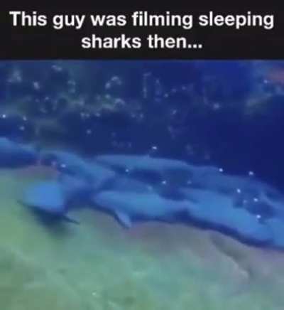 sleeping sharks being filmed (and an unexpected videobomber)