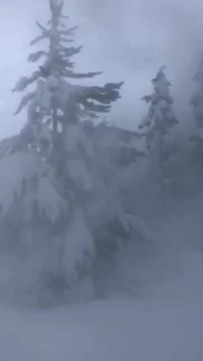? Windy day in a snow covered forest