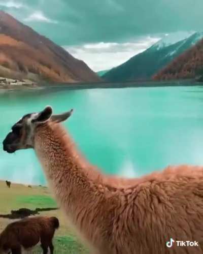 ? Guanaco in the mountains