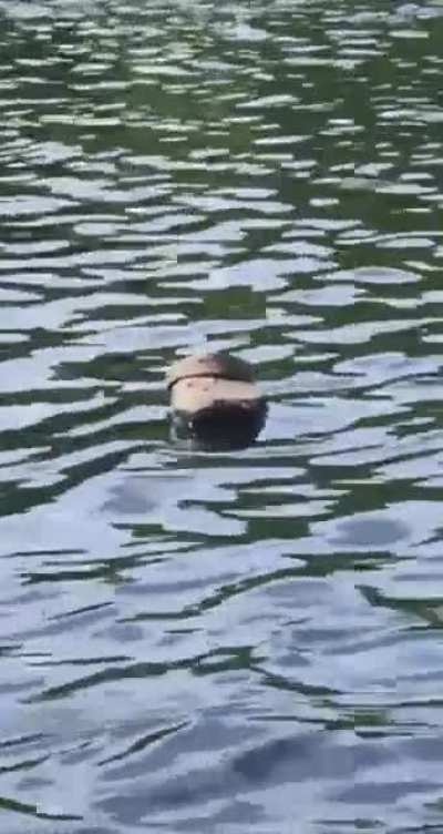 Spotted a wild croc out on the river the other day ?