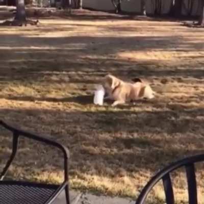 Dog and Rabbit having a great play