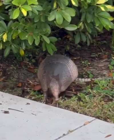 How armadillos gather foliage for their nests