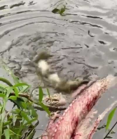 ? Baby aligator testing out his deathroll