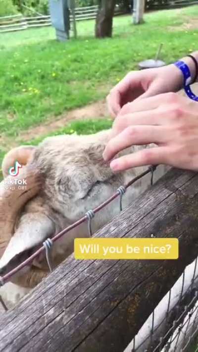 That's a good boy.