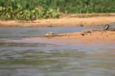 ? Jaguar hunting Caiman