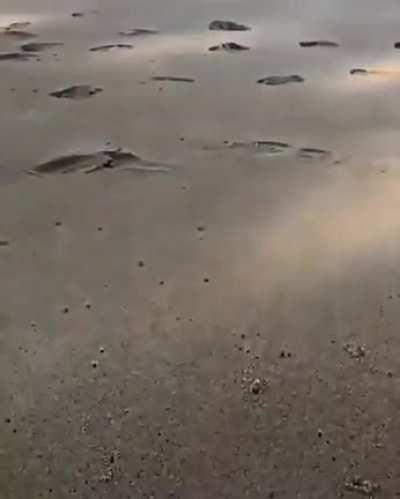 ? Horn-Eyed Ghost Crabs can move 100 body lengths per second