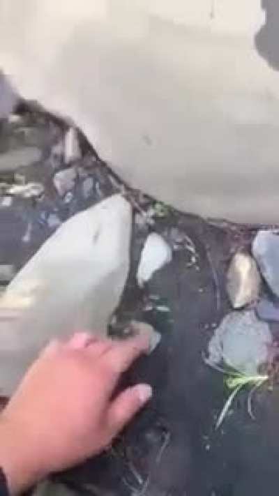 ? Extremely rapid creature