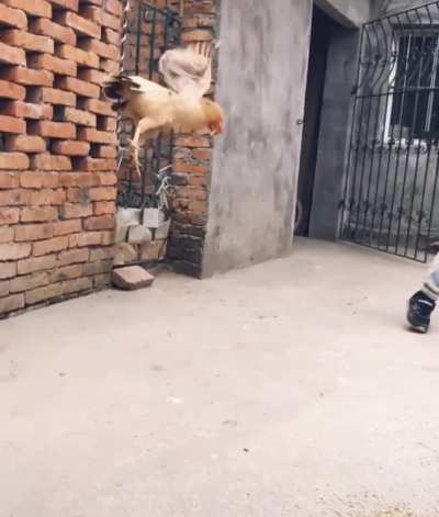 To fly...