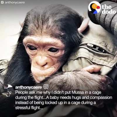 man_and_chimp
