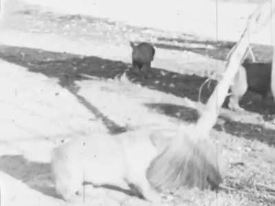 An archivist found a long forgotten 8mm film reel in an old metal box, marked "Philipines 1942". Thinking it was lost WWII footage, he sent it in to be restored/digitized. When he got the footage back, he found puppies instead.