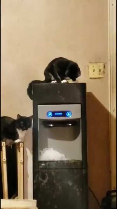 What does this do!!??
