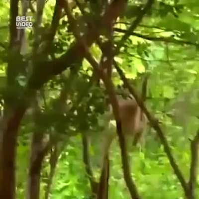 ? Gibbon monkey harassing tigers.