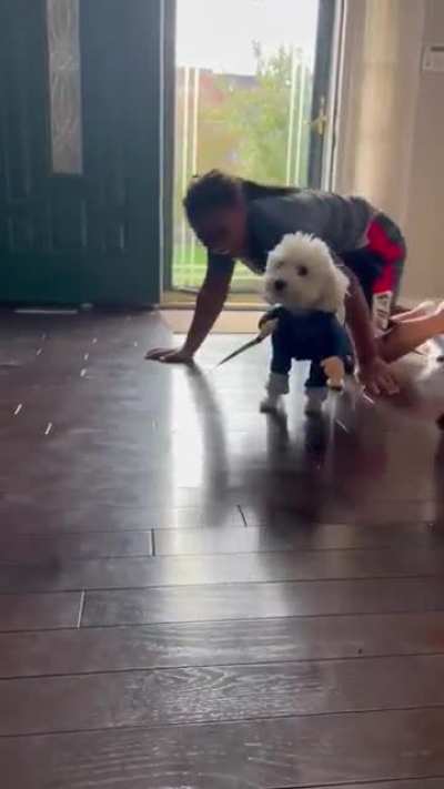Dog was confused as hell ?