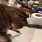 "Here, catch this"